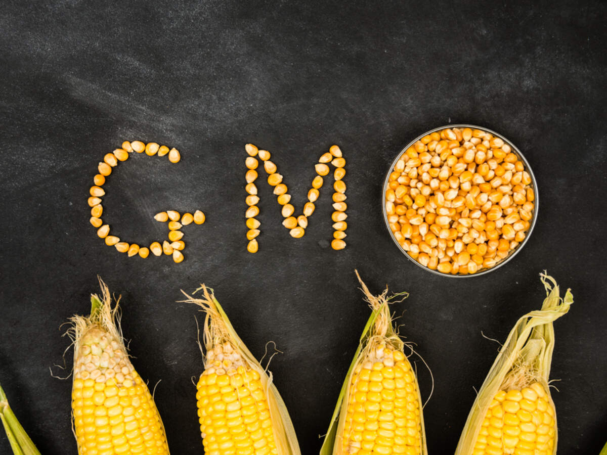 gm fasting create mentally instead of mass wasting vegetarian