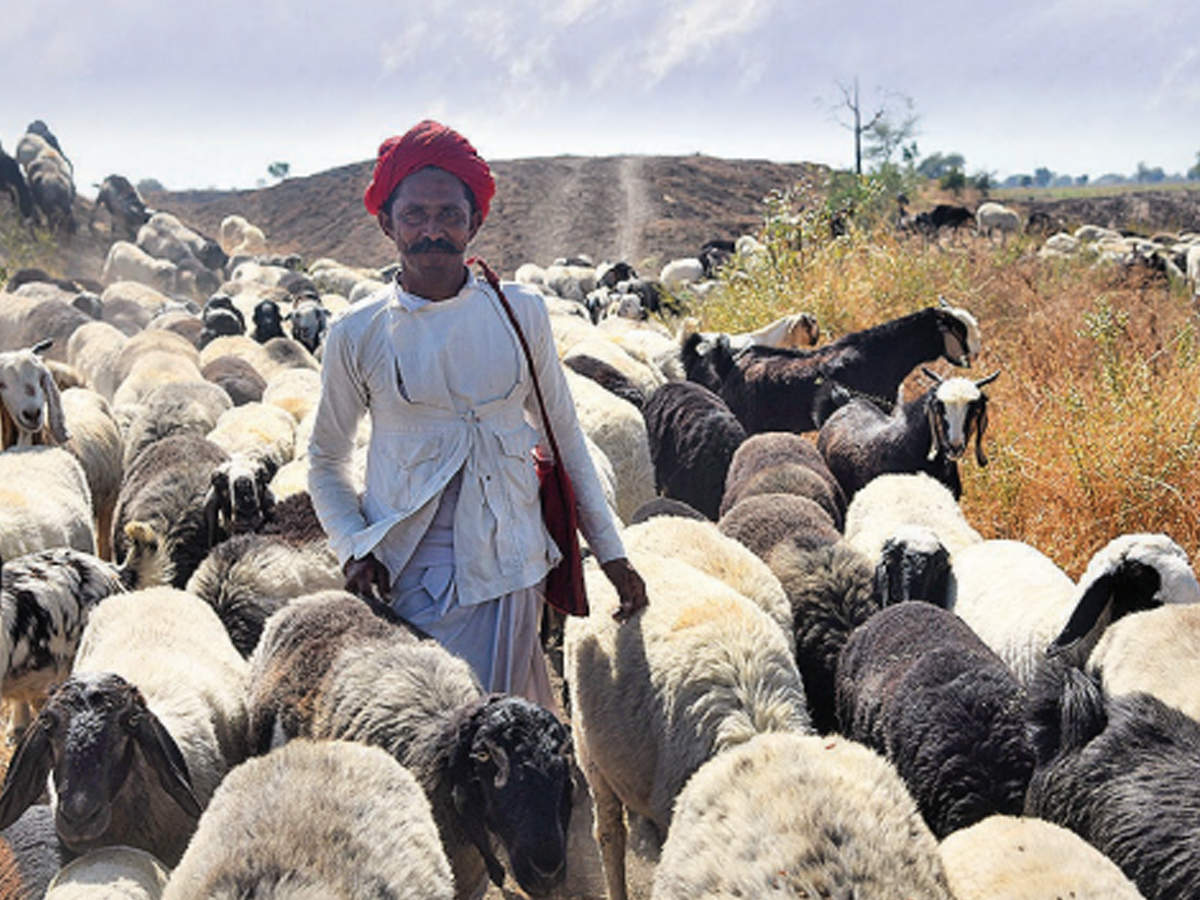 shepherd boy with sheep