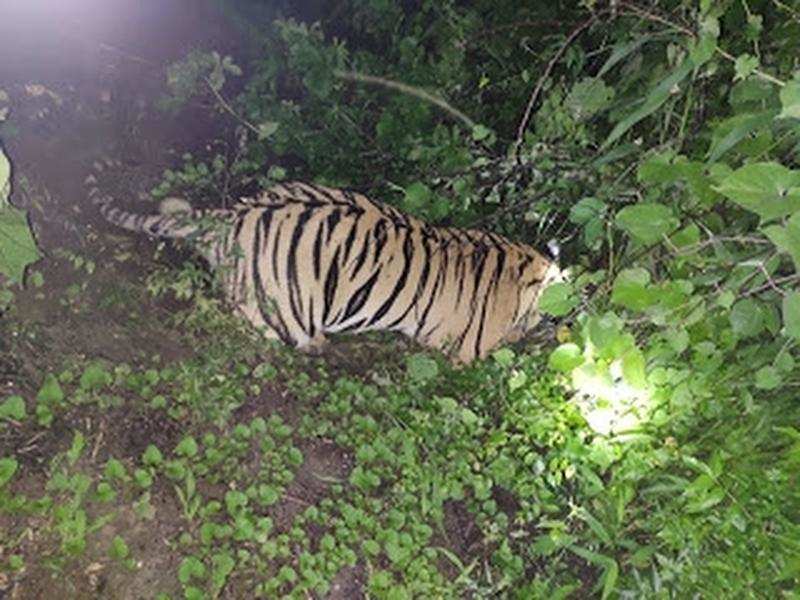 The four day-old carcass of the tigress was discovered in the farm of one Santosh Ankapure on Saturday evening. 