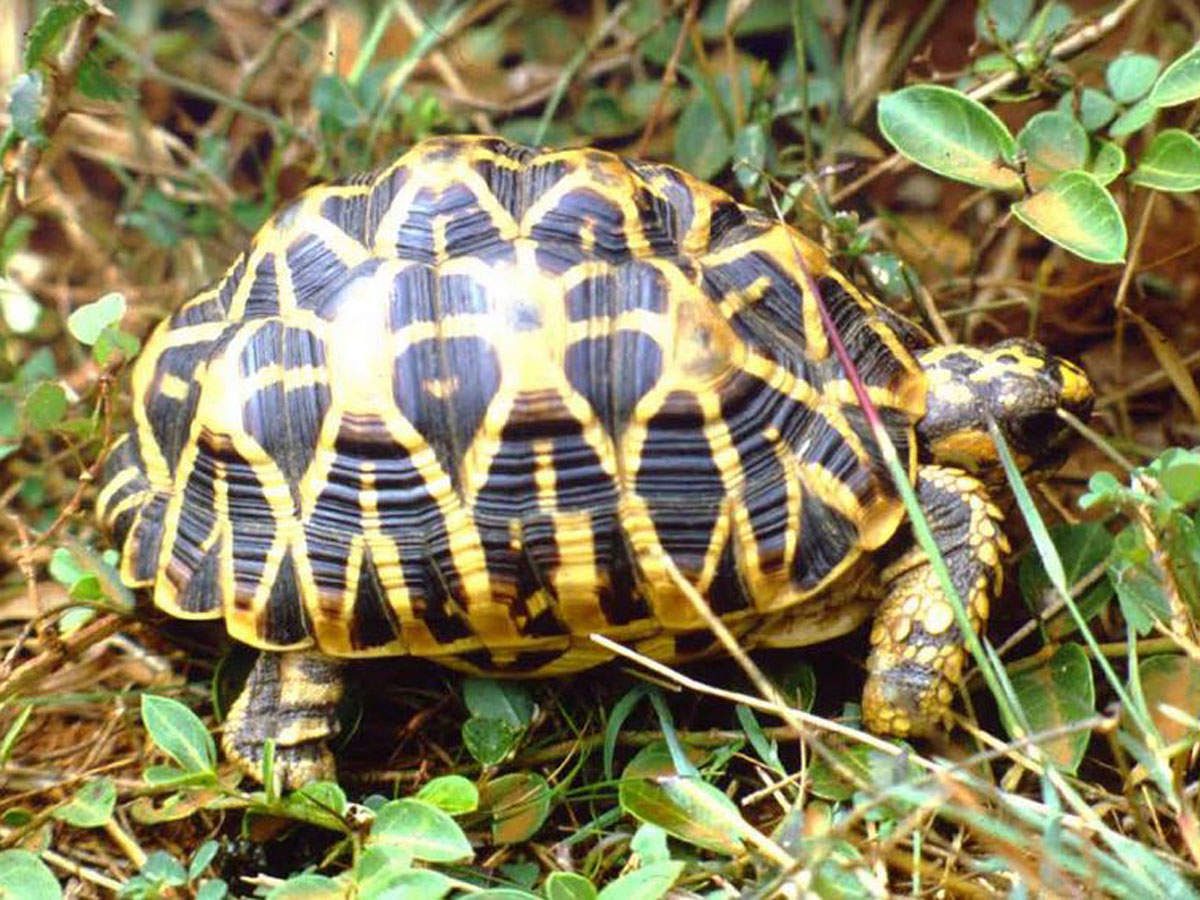 indian star tortoise food