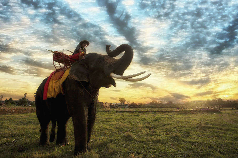 Come 2020 and there will be no more elephant rides at Cambodia’s Angkor Wat