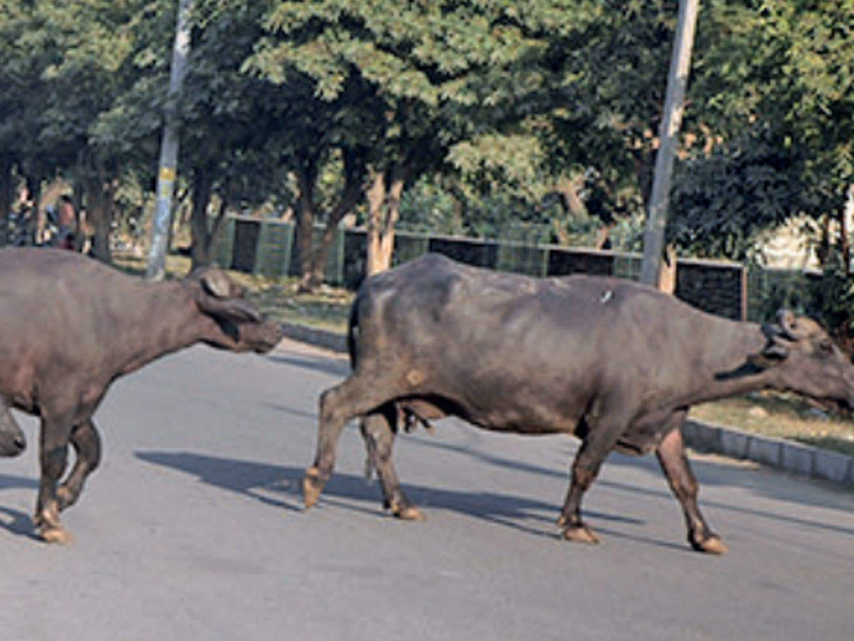 Digital livestock census records  lakh large animals in Moga | Amritsar  News - Times of India