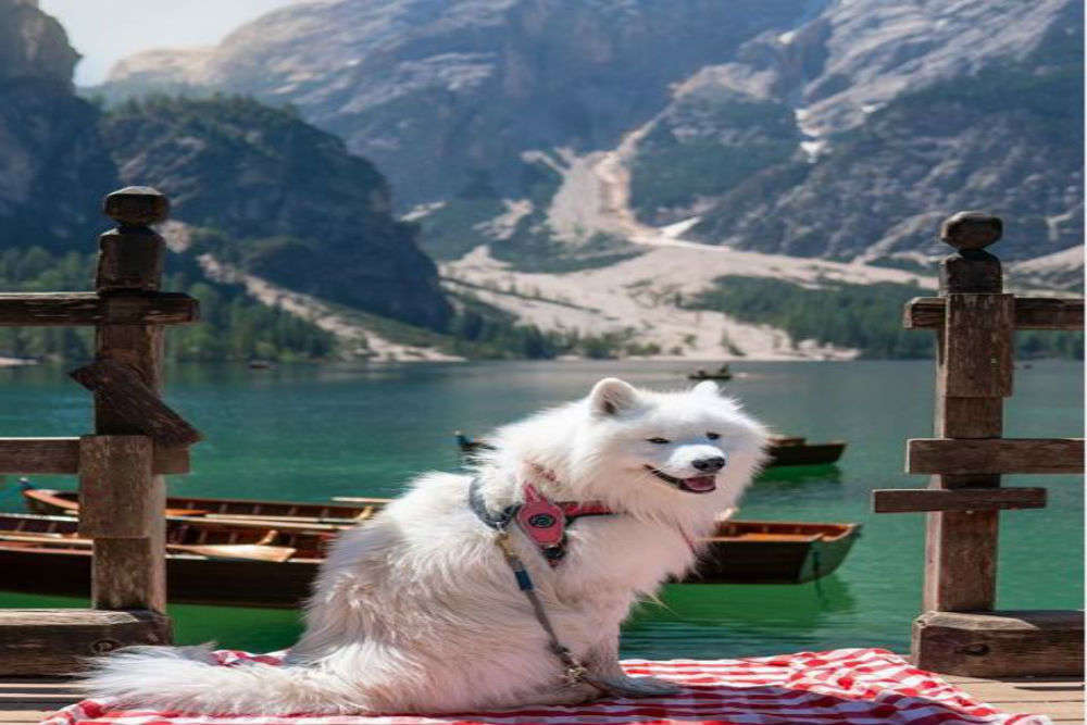 Meet Felix–the cute white pooch–who has explored more countries than most of us