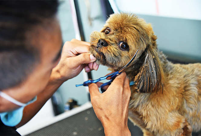 Basic grooming not enough, pet styling in demand now among NCR's pet  parents - Times of India