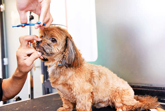 Basic Grooming Not Enough Pet Styling In Demand Now Among
