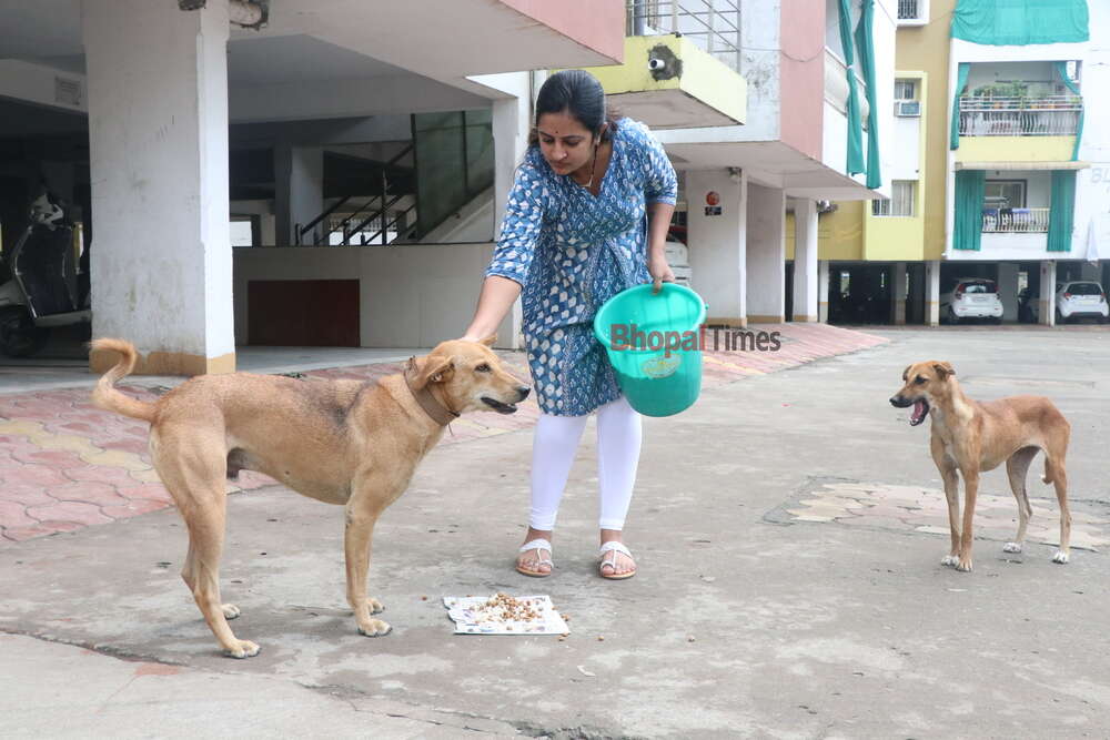 Bhopal's animal-lovers open their homes to strays during heavy rains - Times of India Bhopal's animal-lovers open their homes to strays during heavy rains - Times of India