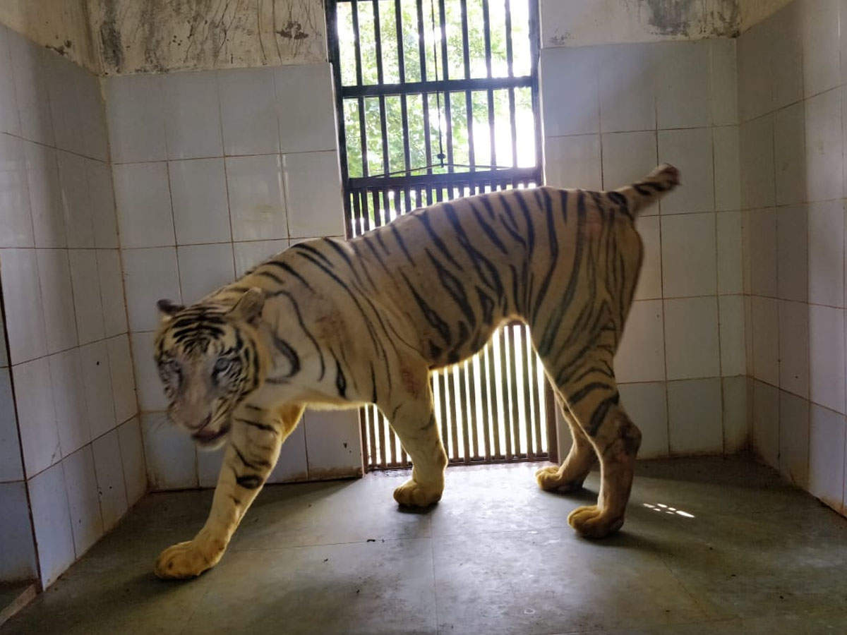 Nahargarh Biological Park loses third big cat to 'virus' in eight days |  Jaipur News - Times of India