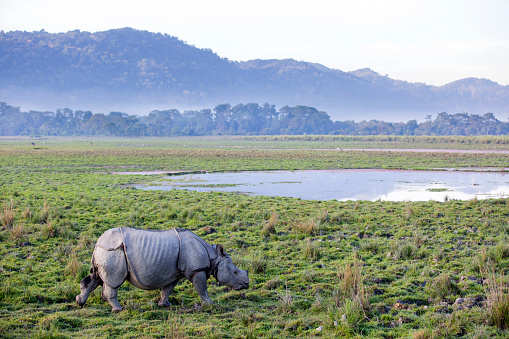 Assam: Longest flyover in India planned to protect the wildlife at Kaziranga