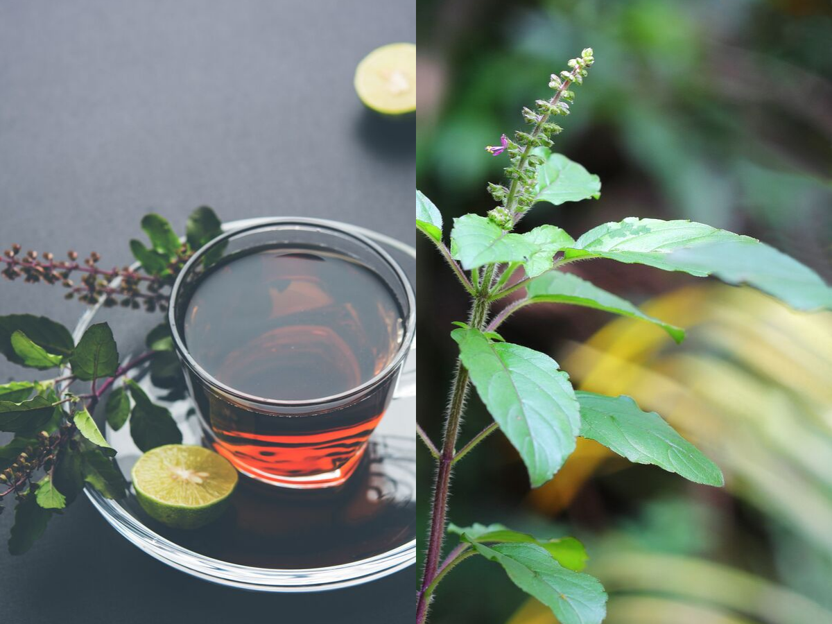 Weight loss: How to make Tulsi tea for weight loss - Times of India