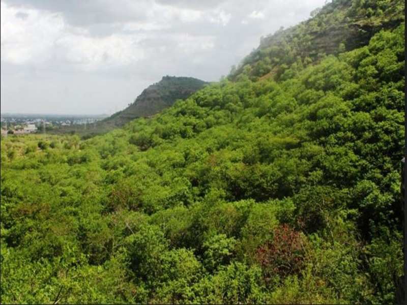 Government Plans 1 400km Long Great Green Wall Of India India News Times Of India