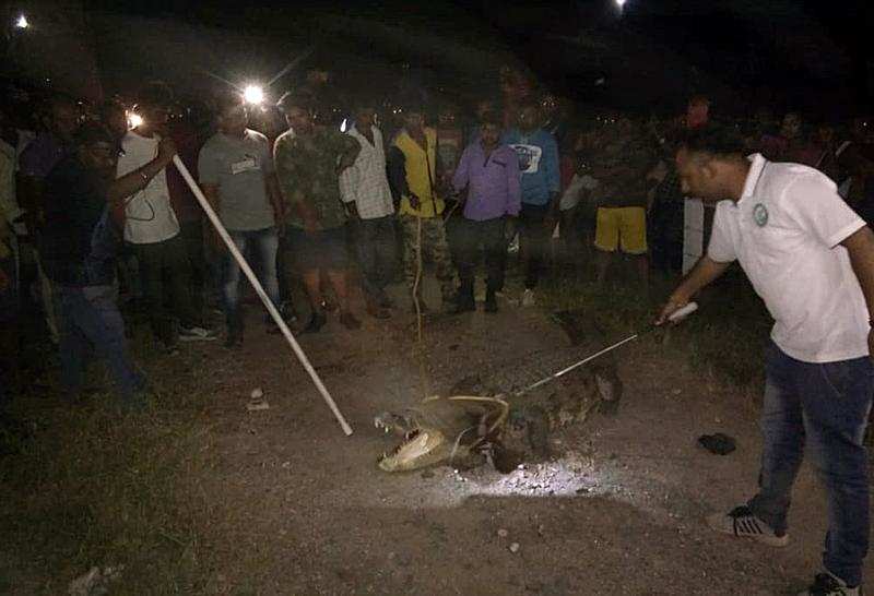 The 11-foot crocodile was rescued by forest department’s rescuers on Friday night 
