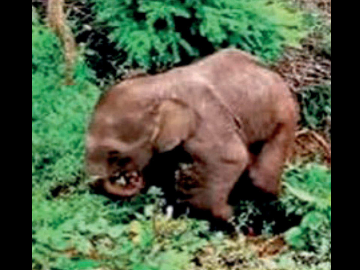 A three-month-old elephant calf — named Ammu.