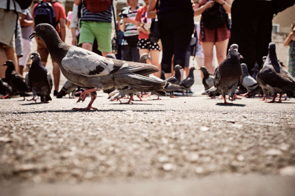 Scaring pigeons is a real job here; tourists paying to get perfect Instagram pics