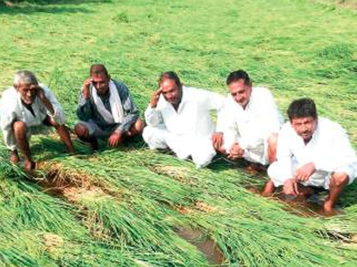 Farmers lamenting over the paddy crop flattened in the hailstorm