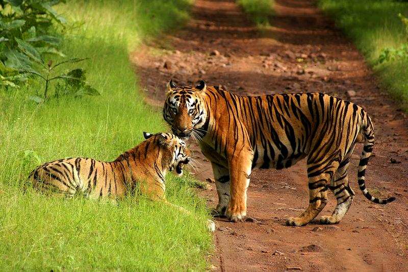 Asked to shut Tadoba for 100% polling, park manager says no need | Nagpur  News - Times of India