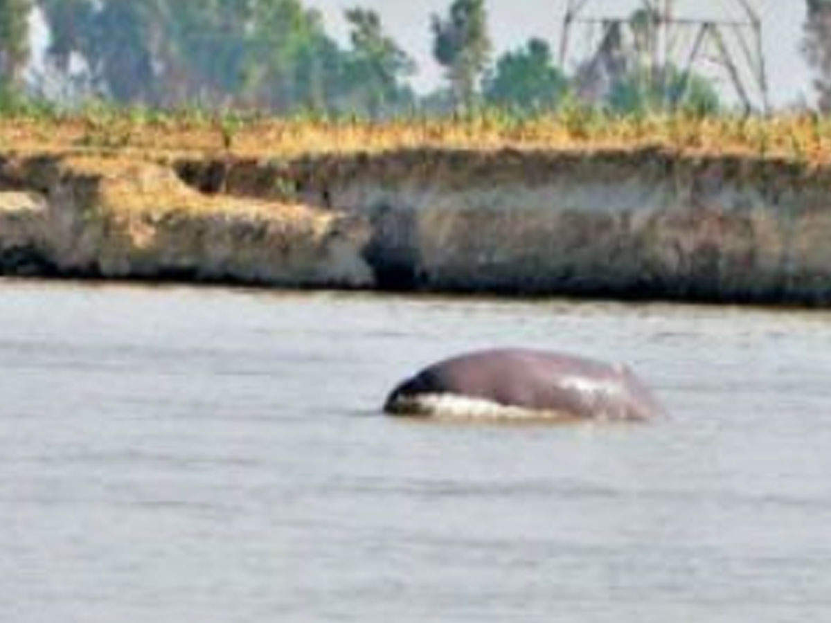 Punjab: 3 dolphins spotted in Beas conservation reserve | Chandigarh News -  Times of India