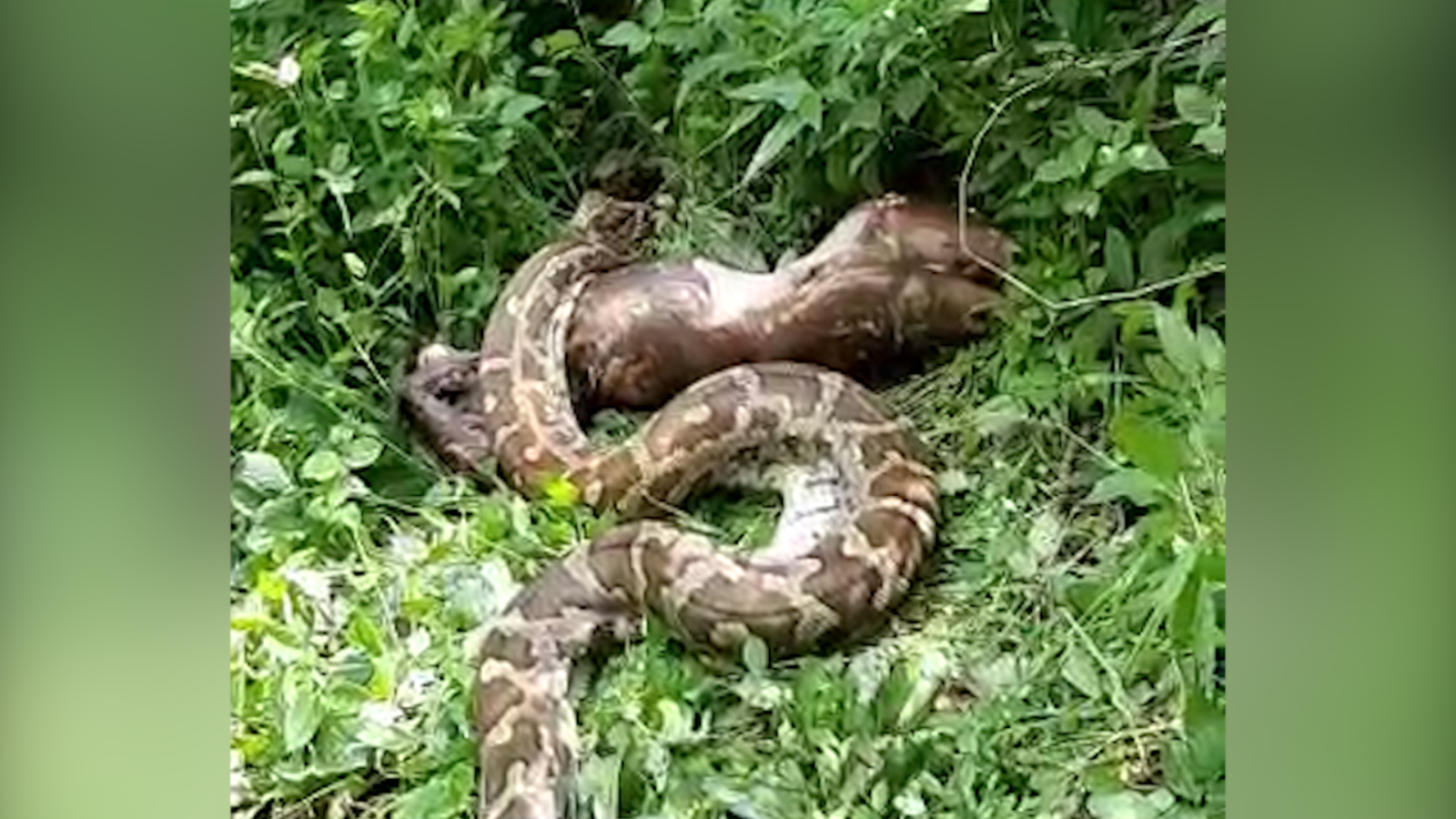 on cam rock python swallows monkey in faridabad news times of india videos on cam rock python swallows monkey in faridabad
