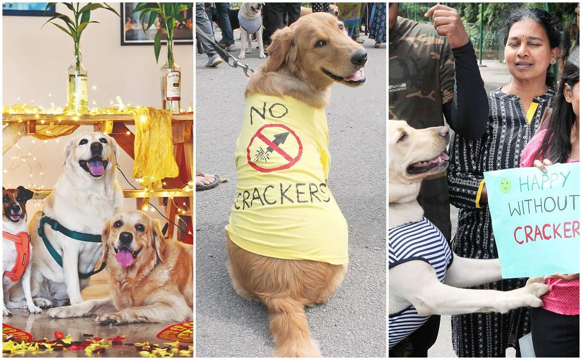 Raipurians celebrate safe Diwali for pets and stray animals | Events Movie  News - Times of India