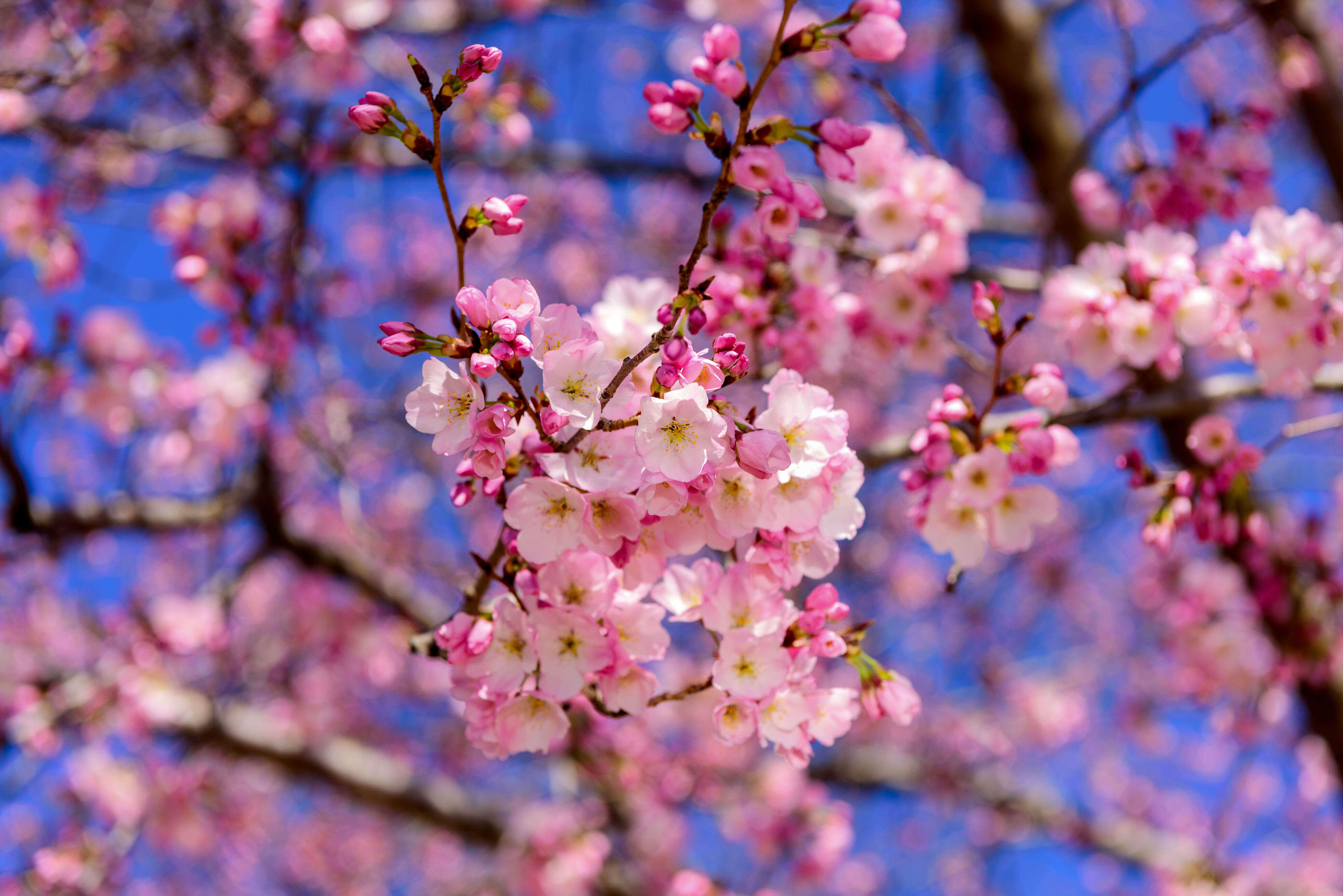 Recklessly Cherry Tree Garden In India