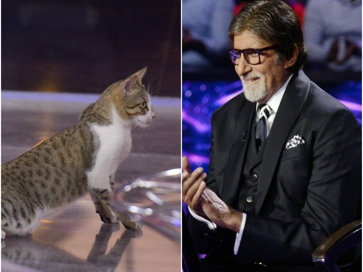 Kaun Banega Crorepati 11: Amitabh Bachchan tweets pics of a cat on set, jokes she has come to play the game