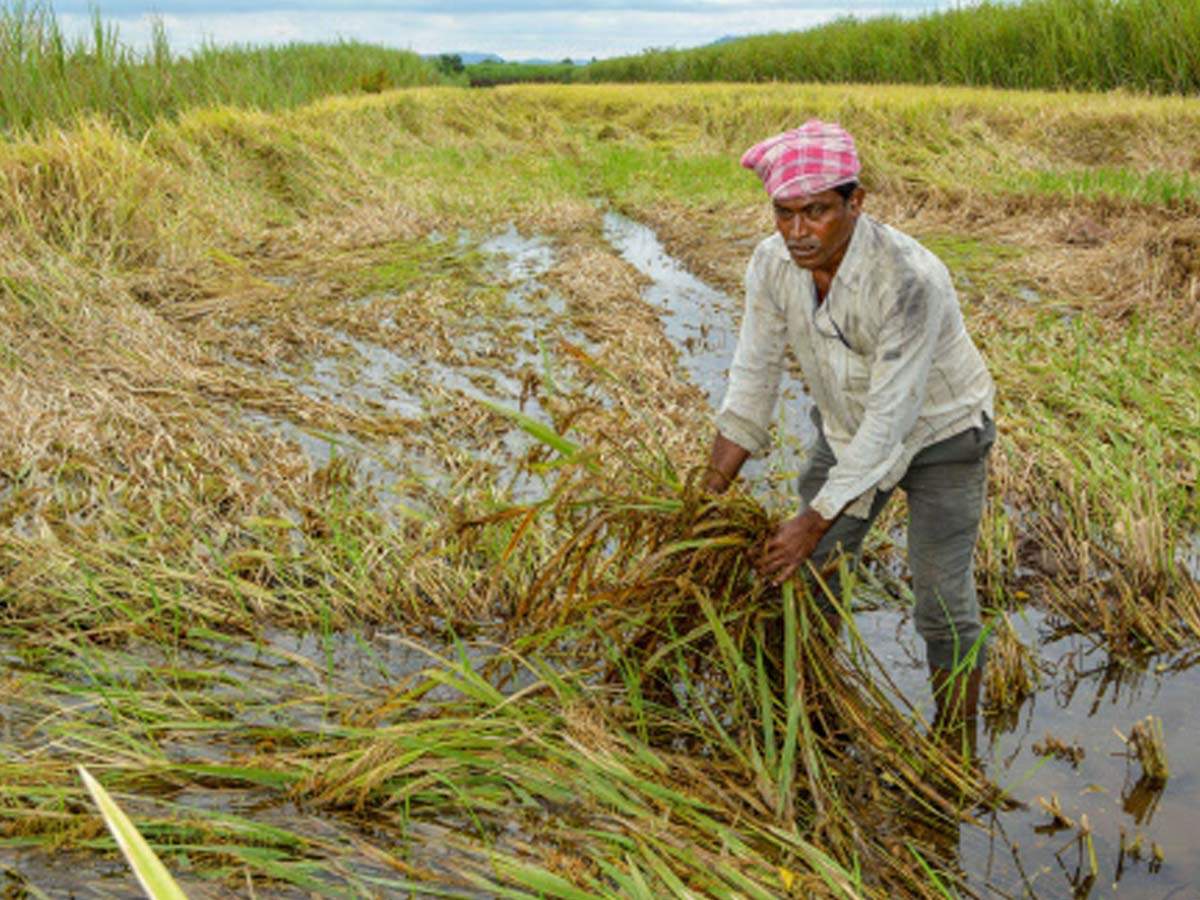 October rain damages a third of kharif crops in Maharashtra | Pune News -  Times of India