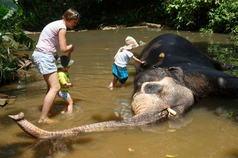 Overwork and exhaustion claims life of a young elephant in Sri Lanka