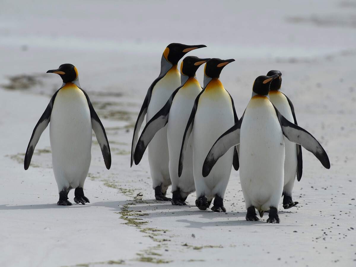 What Is The Weight Of A Emperor Penguin / Emperor penguins have the