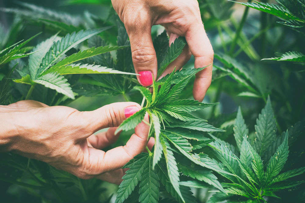 Thailand might soon allow its people to grow cannabis freely at home