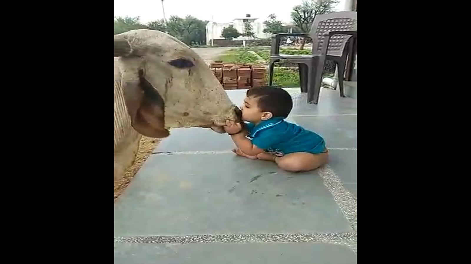 indian cow with child images