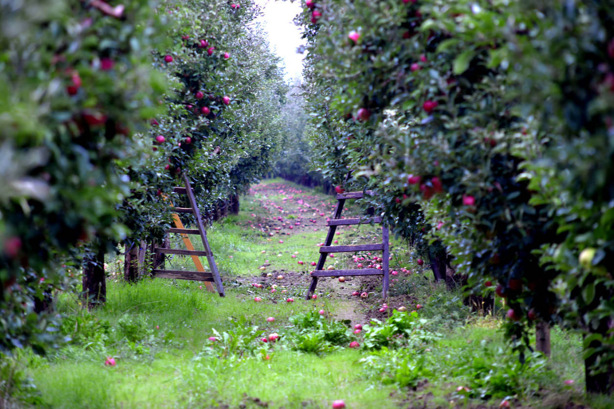 In Apple country