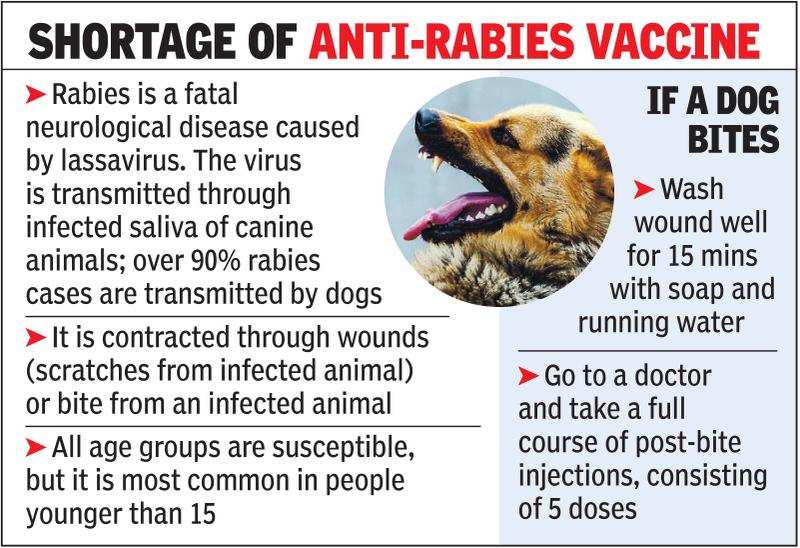 Andhra among top 4 in rabies deaths in country | Hyderabad News - Times of  India