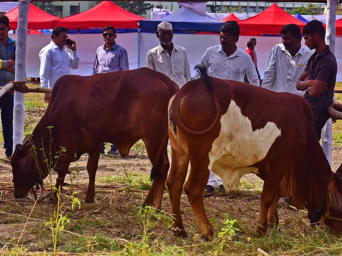 Three Day International Cow Exhibition On Indian Breeds To Conclude On Dec 1 Times Of India