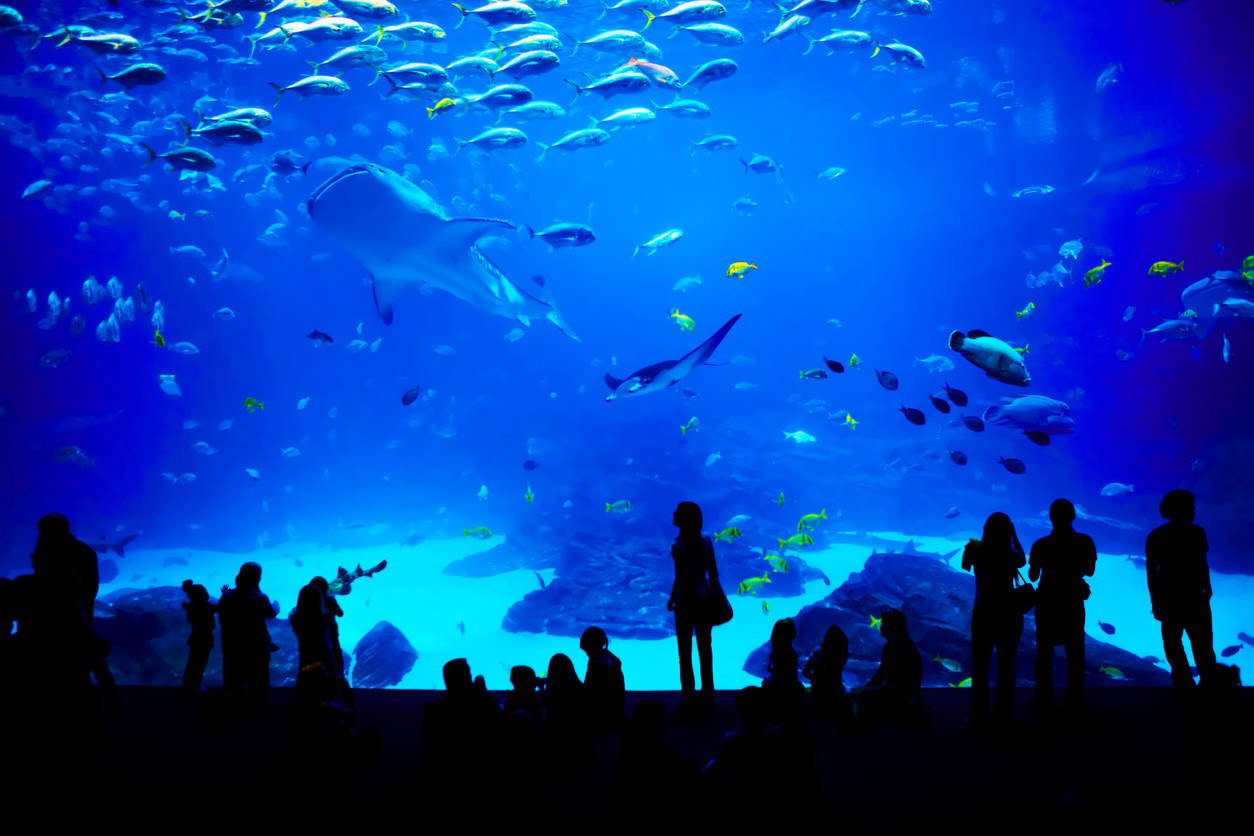 Mumbai might very soon boast of a Bangkok-style multi-level aquarium