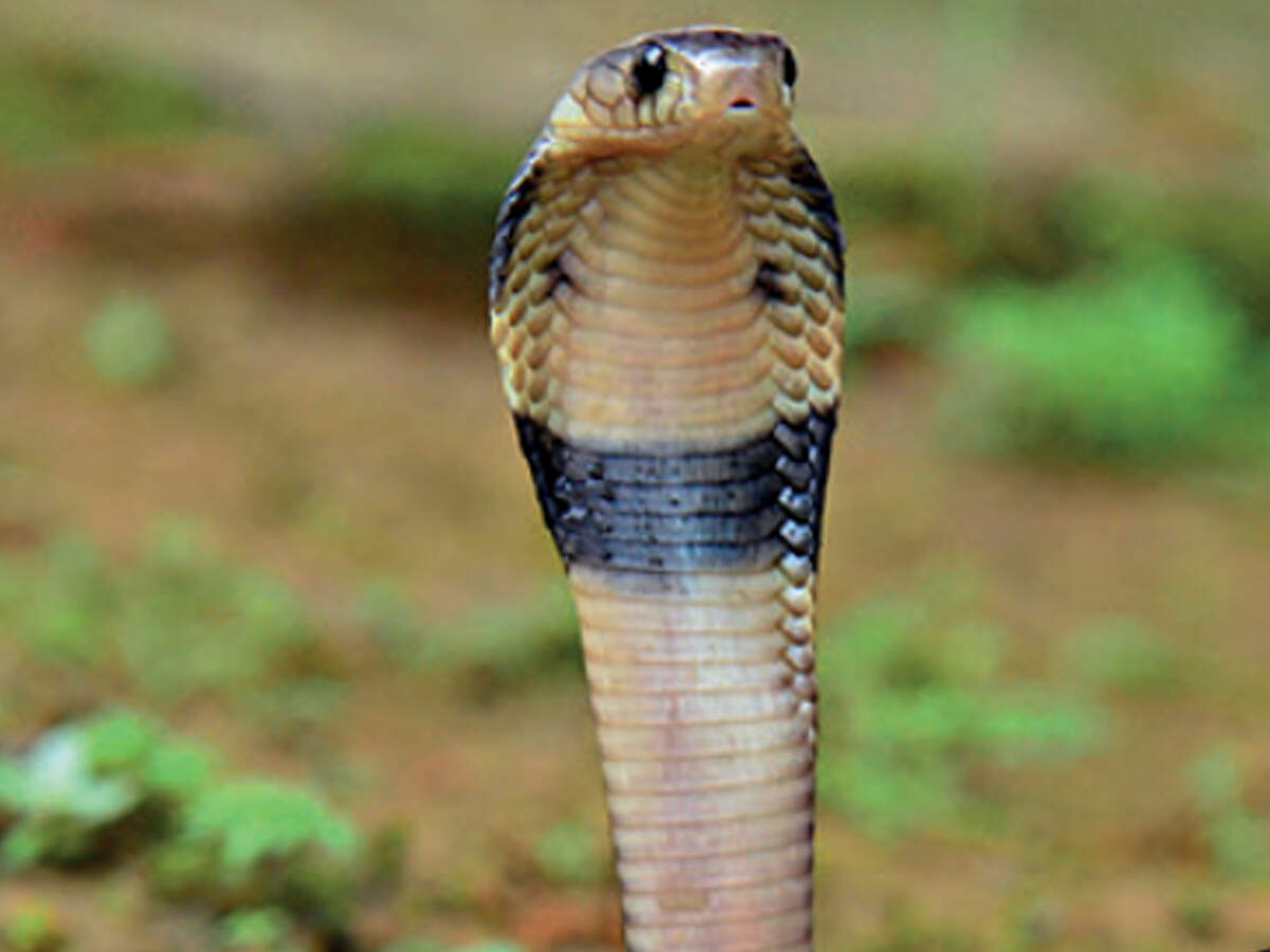 West Bengal Board Students To Get A Peek Into Reptile World; New Chapter From 2020 | Kolkata News - Times Of India