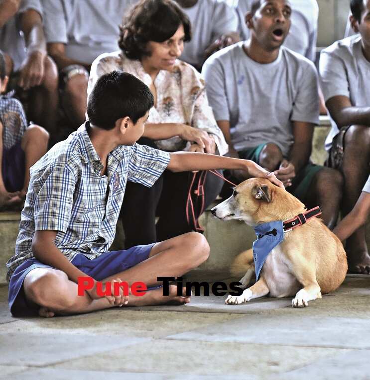 Meet the canines who work part-time, providing animal-assisted therapy to humans - Times of India Meet the canines who work part-time, providing animal-assisted therapy to humans - Times of India