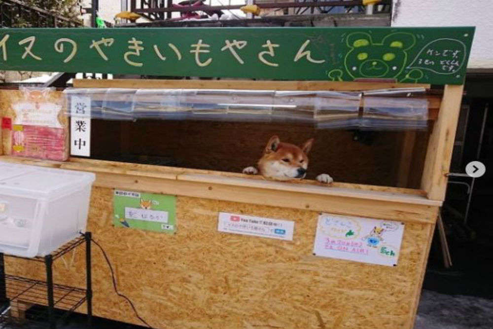 When in Japan: This cute dog has his own sweet potato stall in Japan