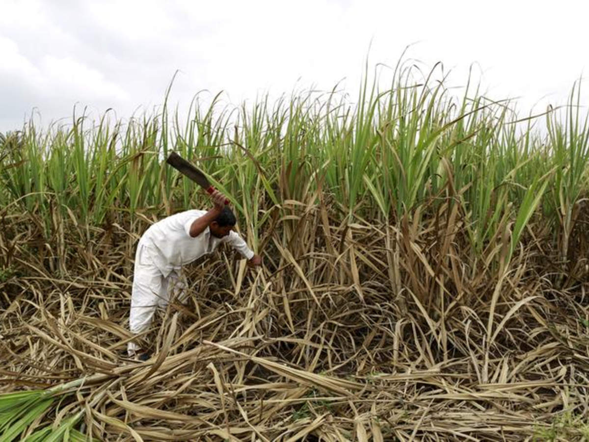 To deal with the annual crisis of sugarcane arrears, the group suggested that there should be a cap on the procurement of sugarcane at fair and remunerative price (FRP) based prices (Reuters)