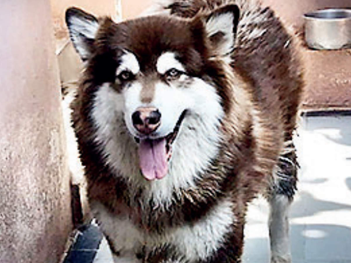 The Alaskan malamute which went missing