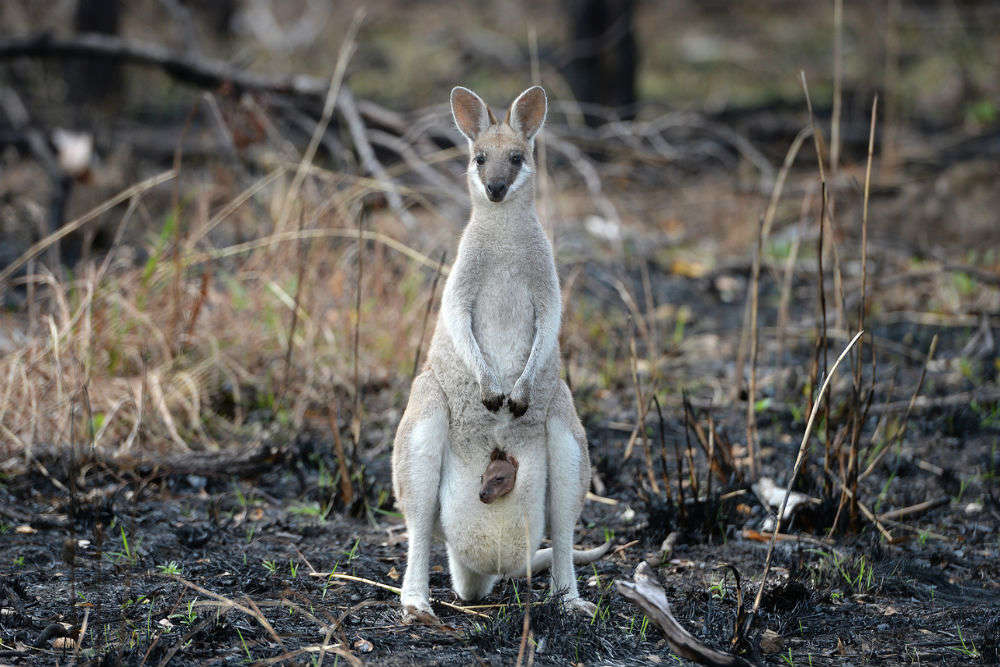 Australia bushfire: After Amazon, it’s Kangaroo Island that’s burning