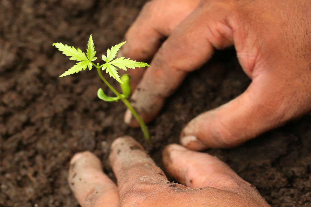 One million trees soon to be planted around the iconic Machu Picchu, pledges Peru