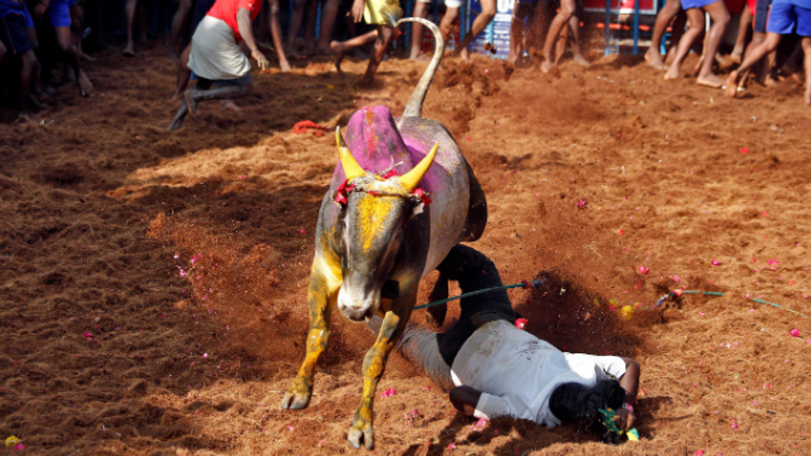 31 people injured in jallikattu competition in madurai city times of india videos 31 people injured in jallikattu competition in madurai