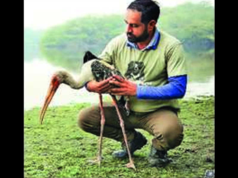 <p>The bird was released in its natural habitat after its wounds healed well<br></p>