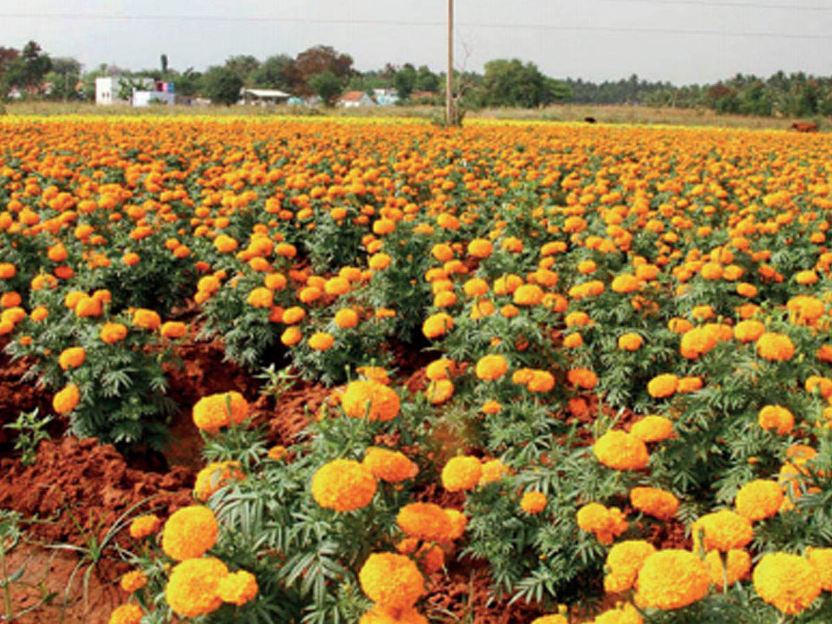 Marigold Flower Cultivation In India | Best Flower Site