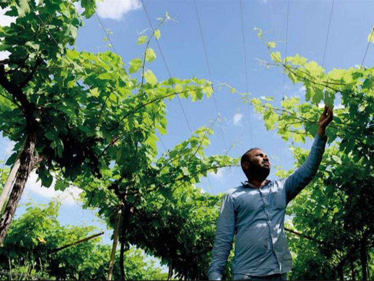 Grape cultivators say they deserve to be included in the scheme because of tough competition in the international markets