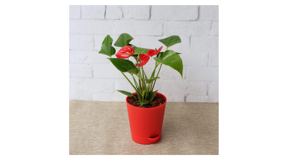 Flowering House Plants To Brighten Up Your Home Most Searched Products Times Of India