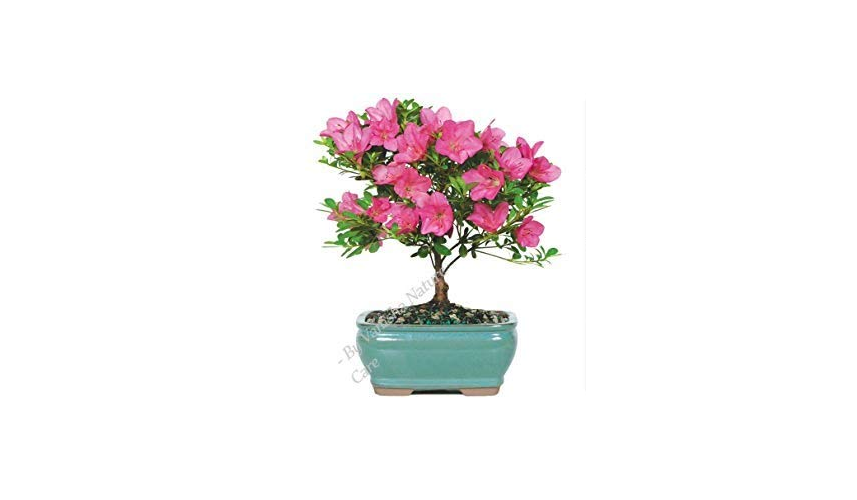 Azalea Flower Meaning In Hindi Best Flower Site