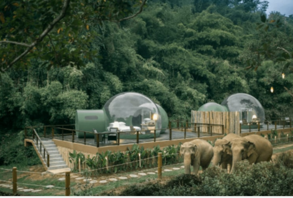 These transparent ‘Jungle Bubbles’ will let you sleep with elephants in Thailand
