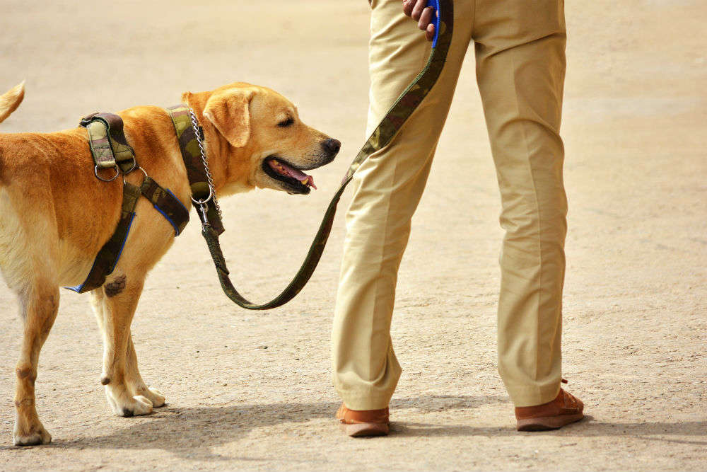 Chandigarh to get North India’s first dog park