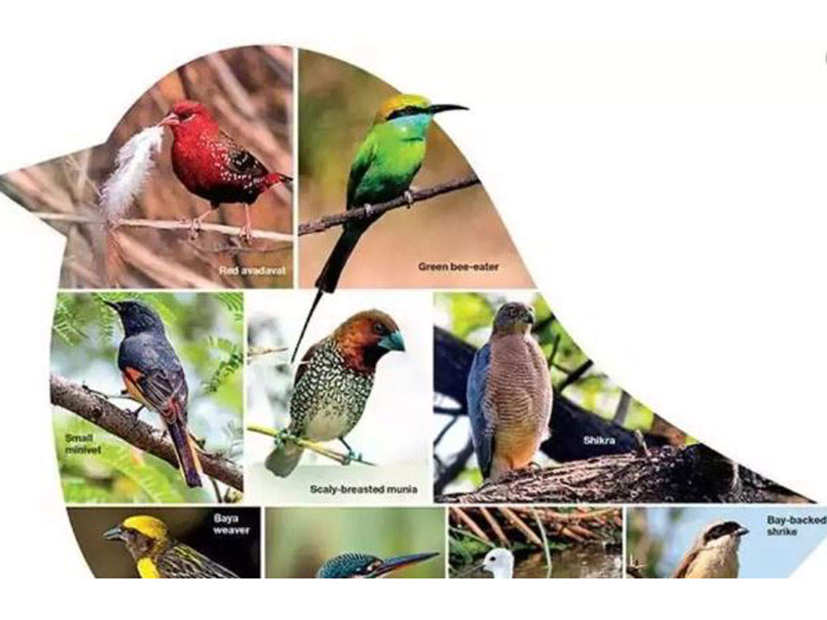 Govt proposes 10-year comprehensive plan for conservation of birds, their  habitats - Times of India