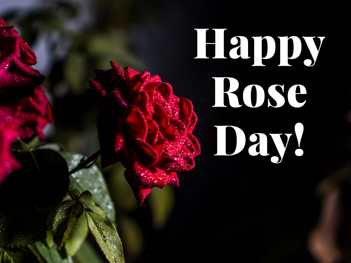 Massive Collection of Full 4K Rose Day Images 2020 – Over 999 Stunning Options